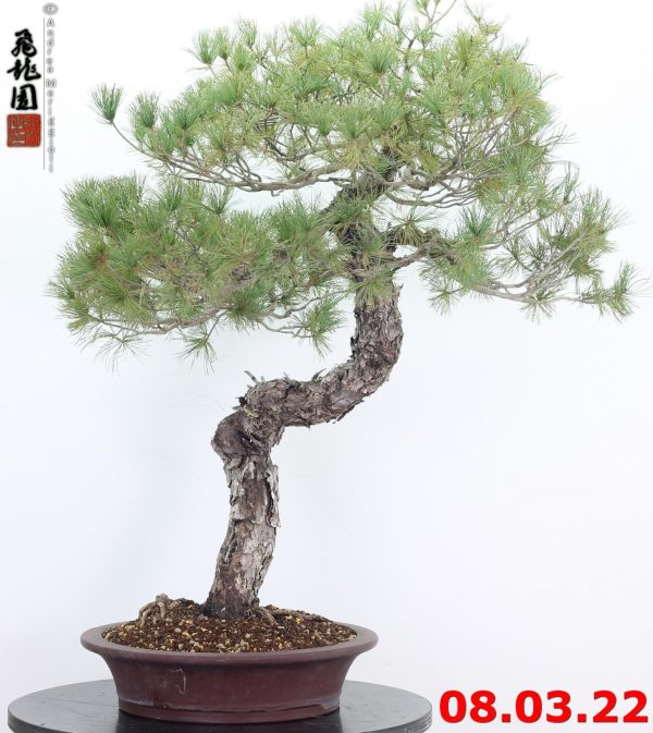 Pinus pentaphylla 22/01