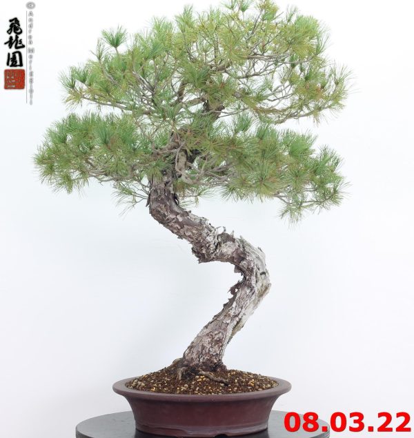 Pinus pentaphylla 22/01