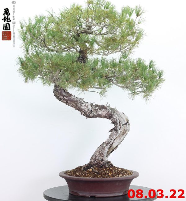 Pinus pentaphylla 22/01