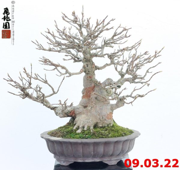 Acer buergerianum shohin 22/04