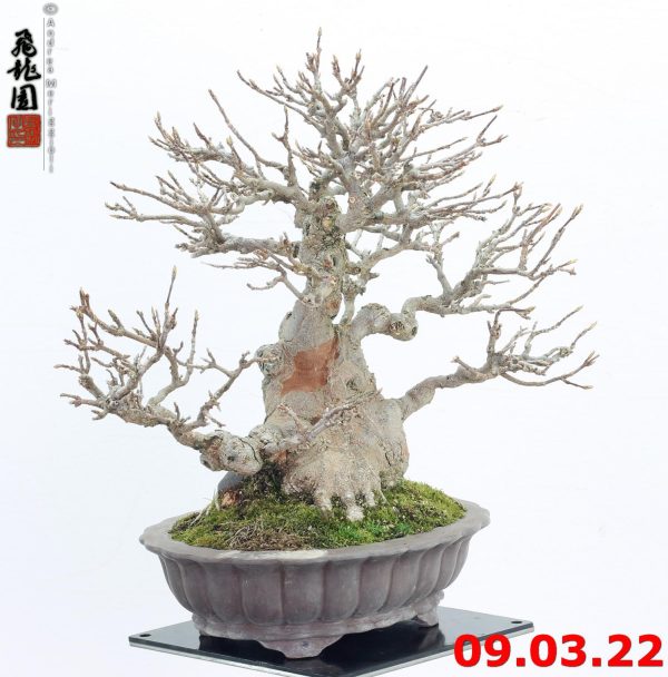 Acer buergerianum shohin 22/04