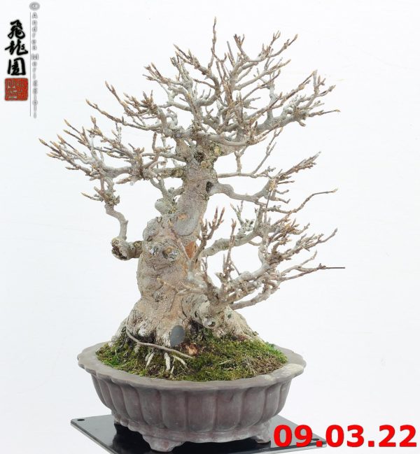 Acer buergerianum shohin 22/04