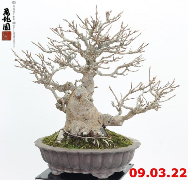 Acer buergerianum shohin 22/04