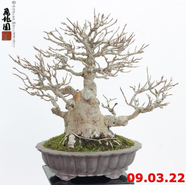 Acer buergerianum shohin 22/04