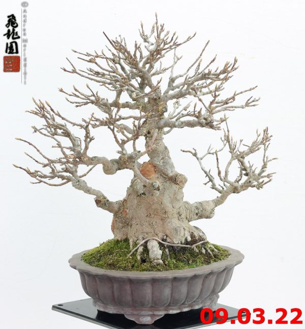 Acer buergerianum shohin 22/04