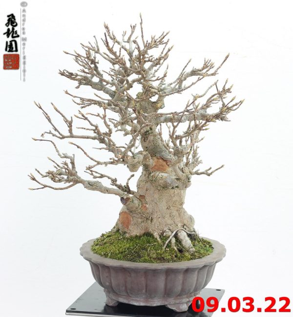 Acer buergerianum shohin 22/04