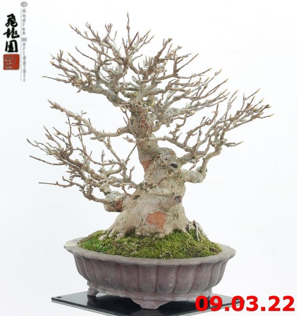 Acer buergerianum shohin 22/04