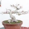 Acer palmatum 22/10