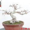 Acer palmatum 22/10
