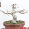 Acer palmatum 22/10