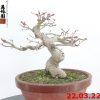 Acer palmatum 22/10