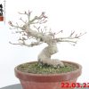 Acer palmatum 22/10