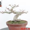 Acer palmatum 22/10