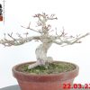 Acer palmatum 22/10