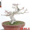 Acer palmatum 22/10