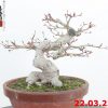 Acer palmatum 22/10