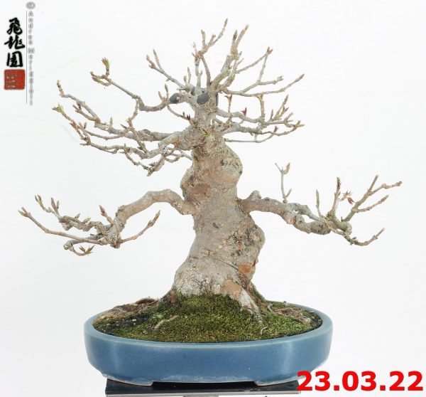 Acer buergerianum shohin 22/19