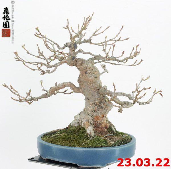 Acer buergerianum shohin 22/19