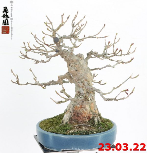 Acer buergerianum shohin 22/19