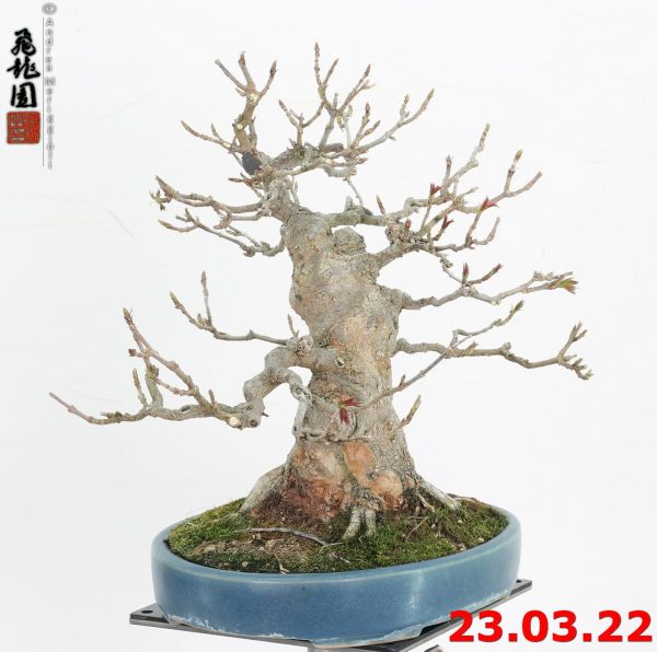 Acer buergerianum shohin 22/19