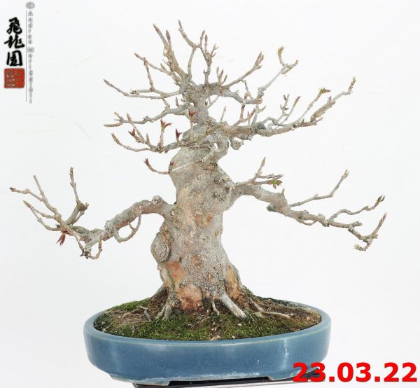 Acer buergerianum shohin 22/19