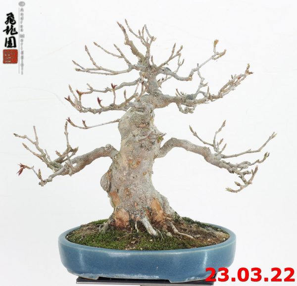 Acer buergerianum shohin 22/19