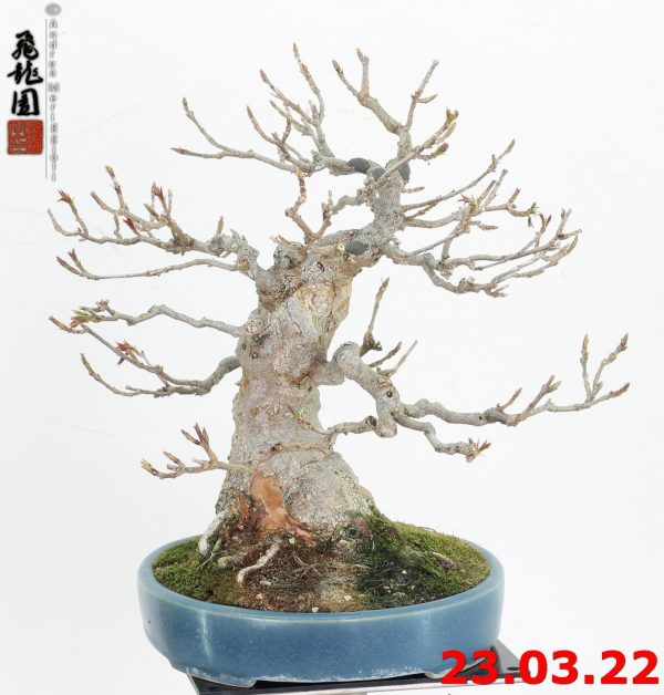 Acer buergerianum shohin 22/19