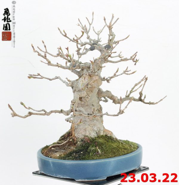 Acer buergerianum shohin 22/19