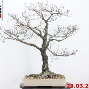 Acer palmatum arakawa