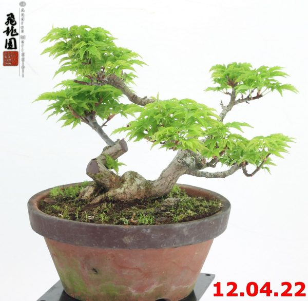 Acer palmatum shishigashira shohin 22/22