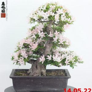Rhododendron azalea 22/01