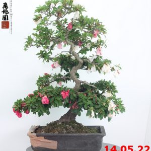 Rhododendron azalea 22/03