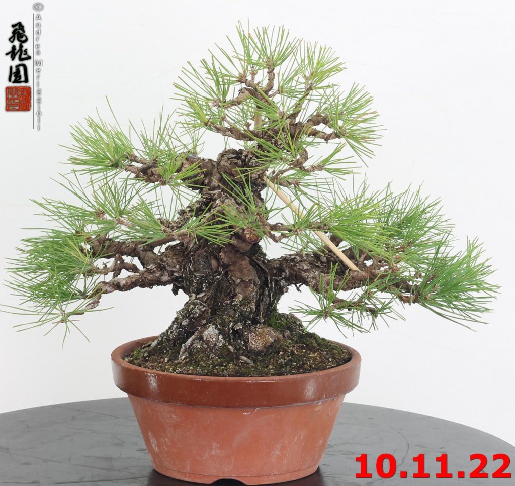 Pinus thunbergii 22/04