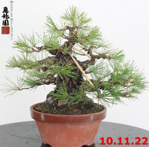 Pinus thunbergii 22/04