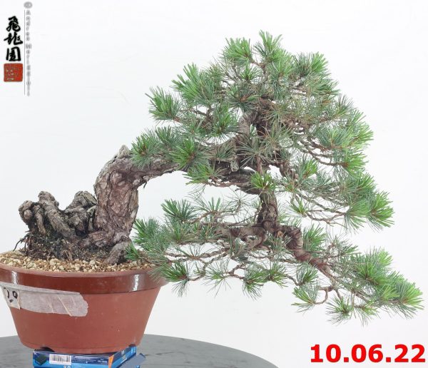 Pinus pentaphylla 22/03