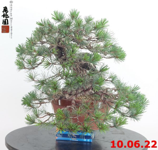 Pinus pentaphylla 22/03