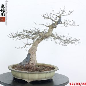 Acer palmatum Hokushimo