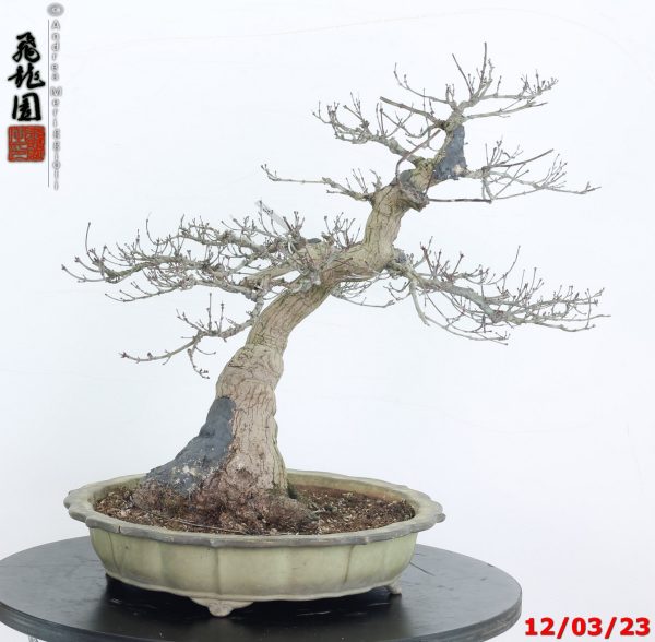 Acer palmatum okoshimo 23/76