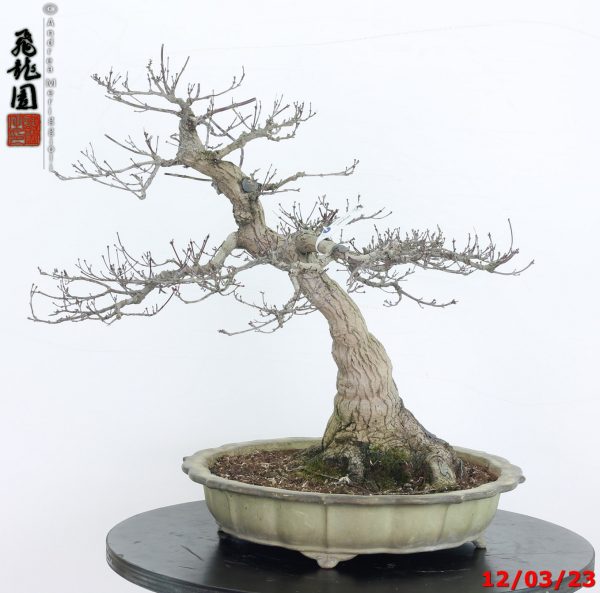Acer palmatum okoshimo 23/76