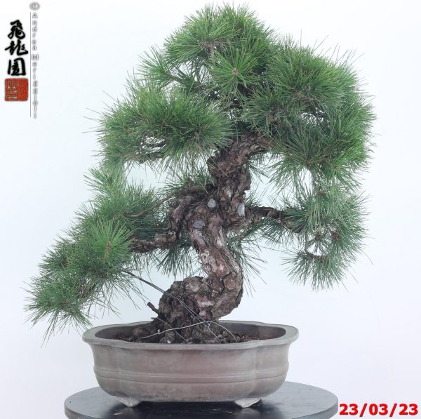 Pinus thunbergii 23/01