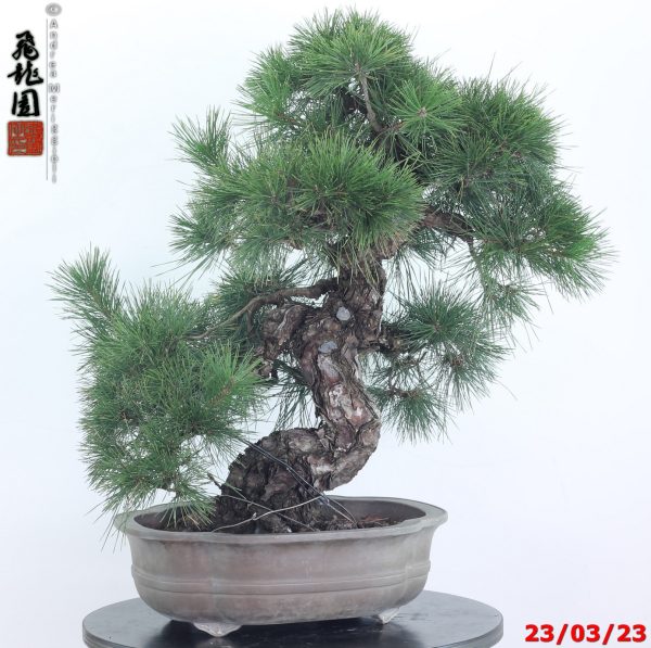 Pinus thunbergii 23/01
