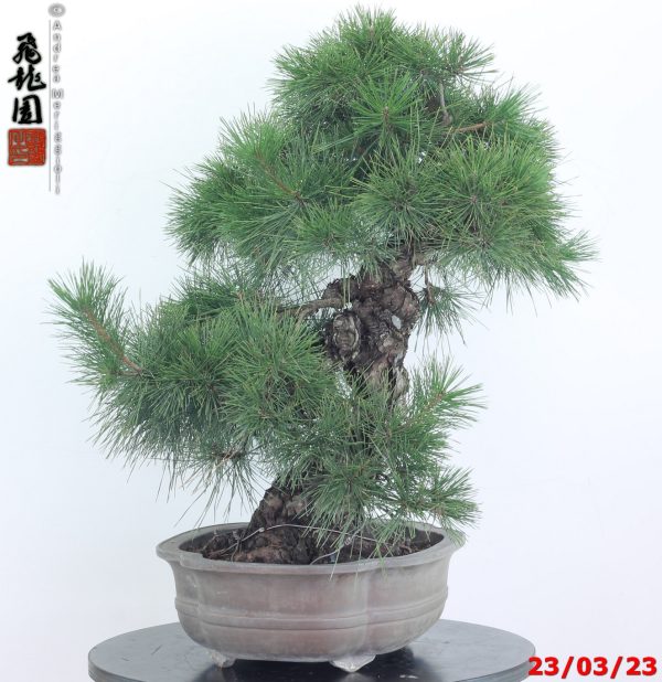 Pinus thunbergii 23/01