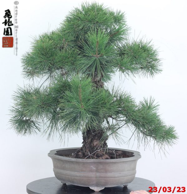 Pinus thunbergii 23/01