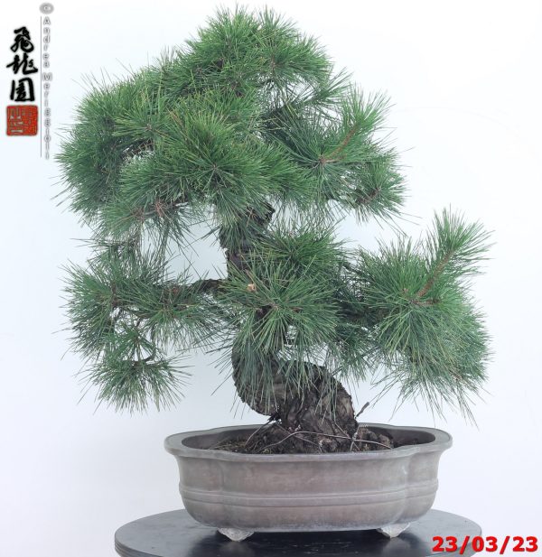 Pinus thunbergii 23/01