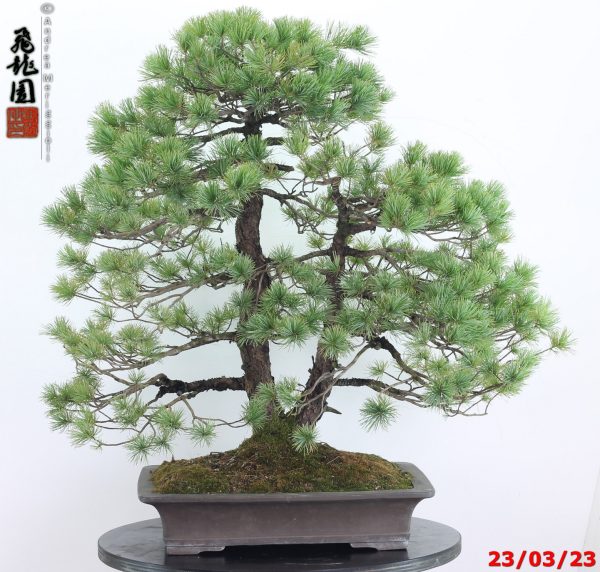 Pinus pentaphylla 23/02