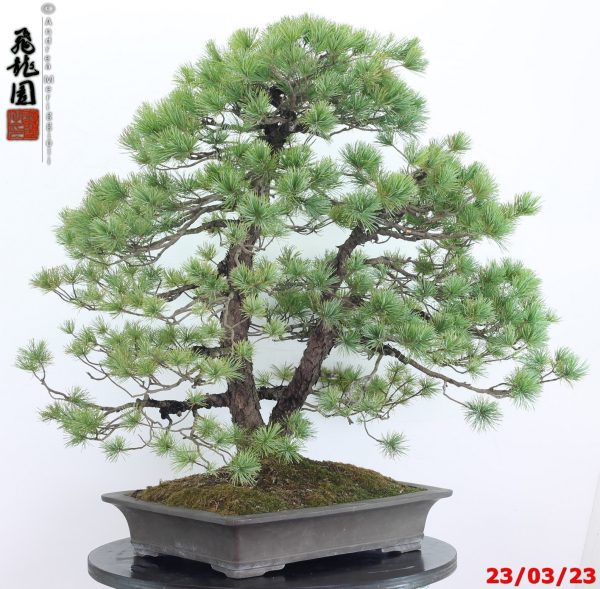 Pinus pentaphylla 23/02