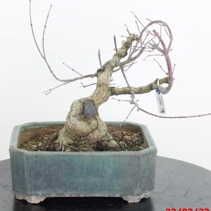 Acer palmatum deshojo