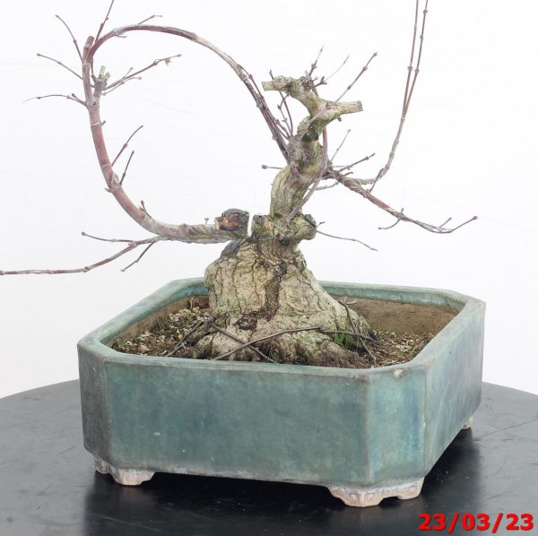 Acer palmatum deshojo 23/97