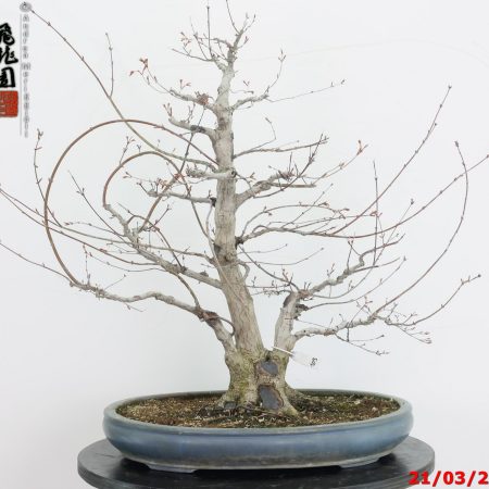 Acer palmatum 23/109