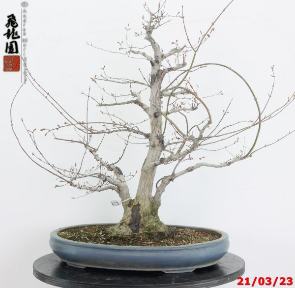 Acer palmatum 23/109